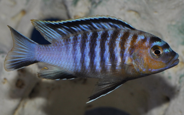 Maylandia flavifemina 'Maleri Island'